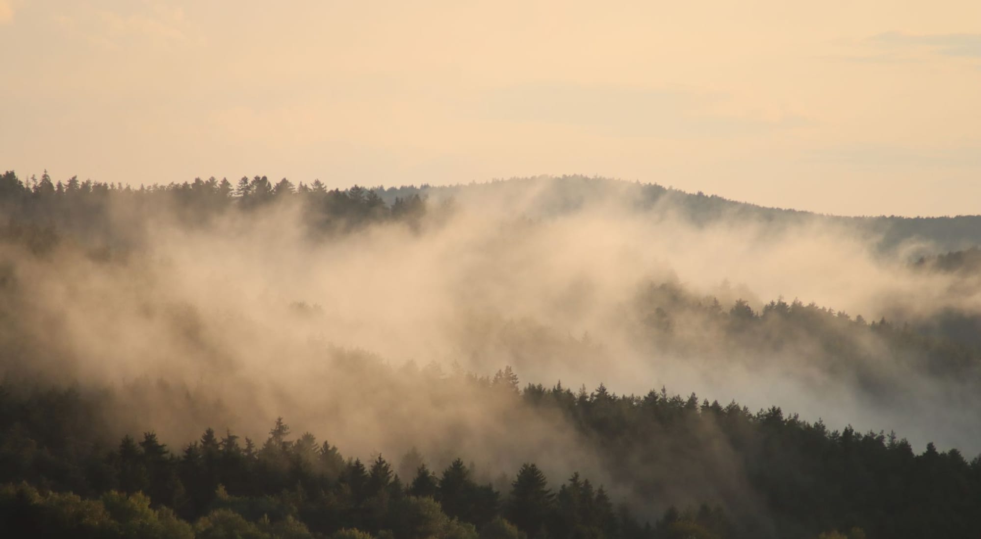 Morning fog drifting through a forest
